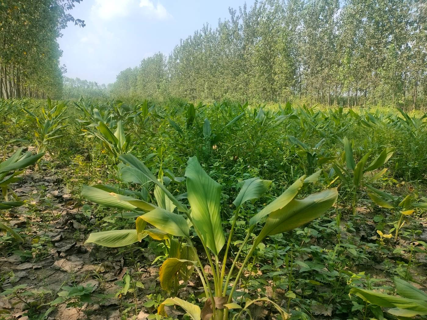 Haldi plants growing between rows of poplar trees on our farm