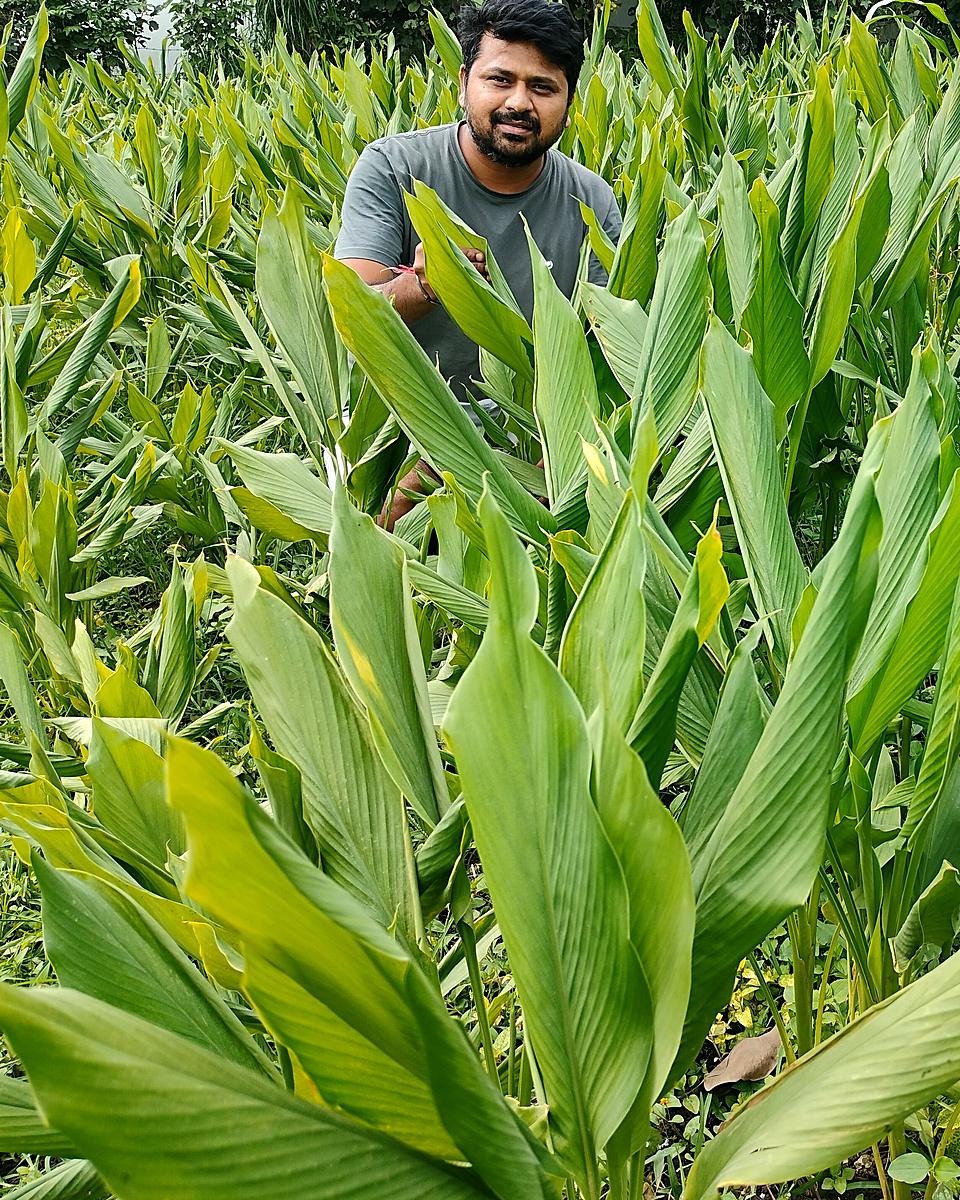 Hitendra Pal, founder of Dronamool, in his haldi field near Dehradun