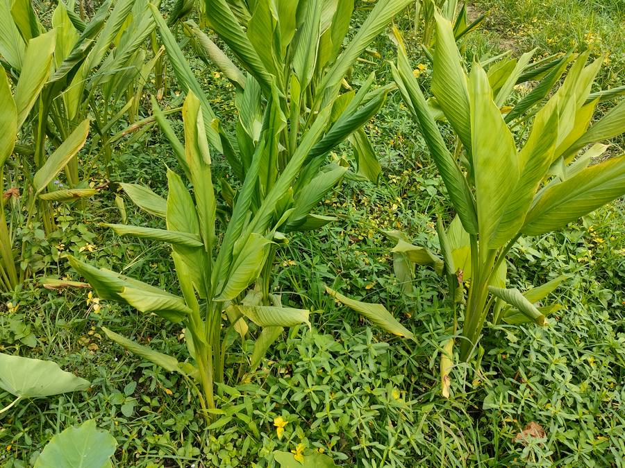 Haldi plants on our home farm in Dehradun