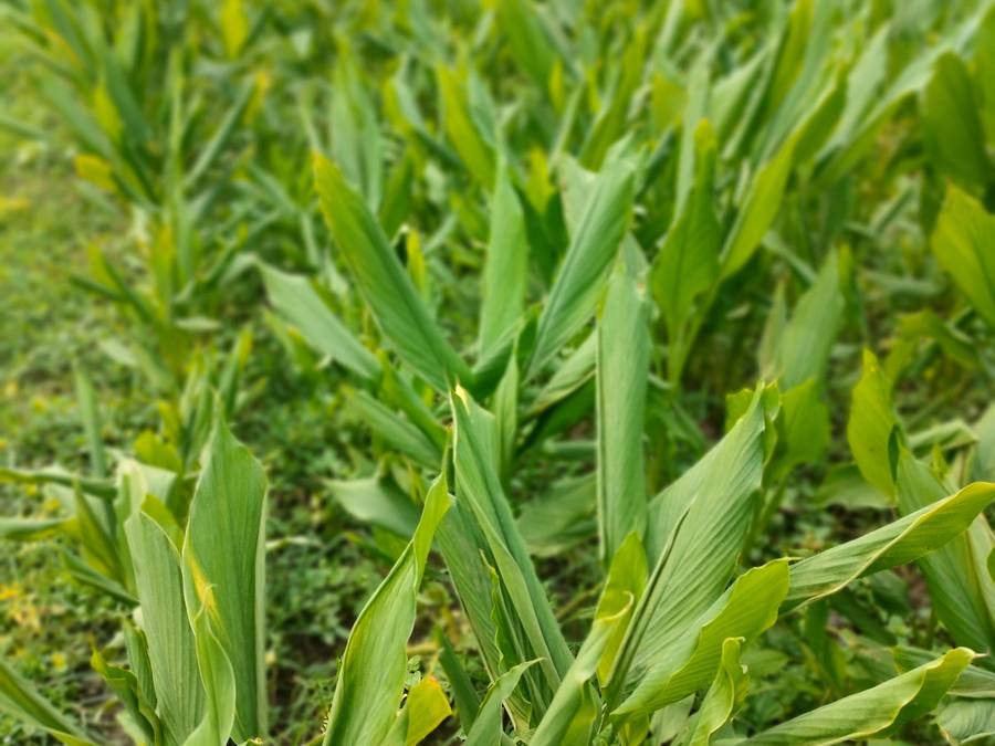 Rows of young haldi on our home farm