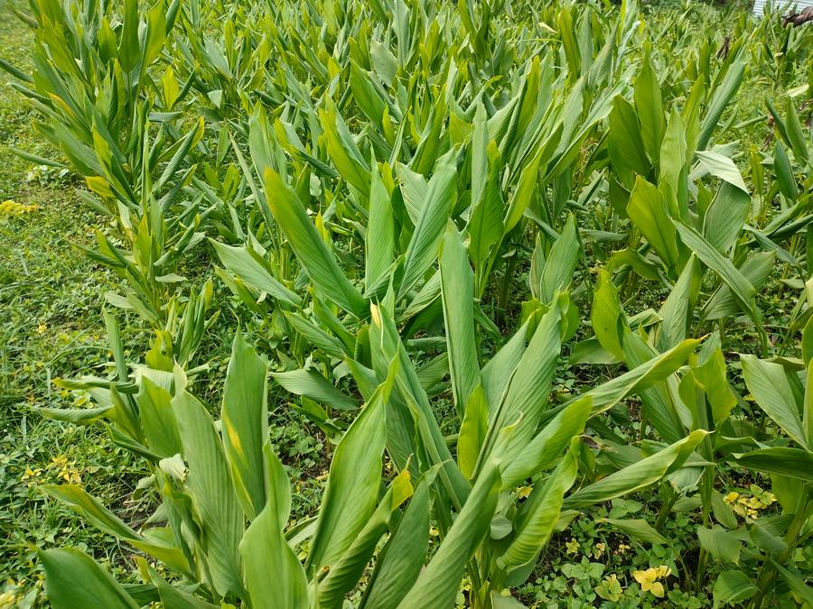 Dense haldi crop on our home farm in Dehradun